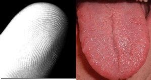 Is Every Tongue Print Unique: A Journey Through the Curious World of Tongue Identification