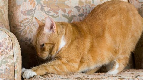 Who Invented the Floss Dance and Why Do Cats Love Watching It?